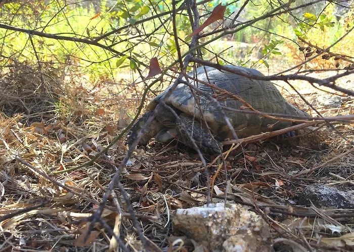 La Casa Di Alice Smeralda *
