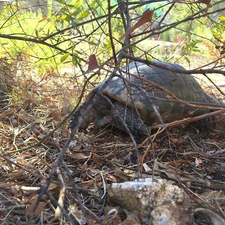 La Casa Di Alice Smeralda *